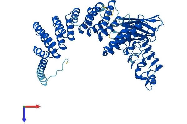 RABGGTA Protein (AA 1-567) (His tag)
