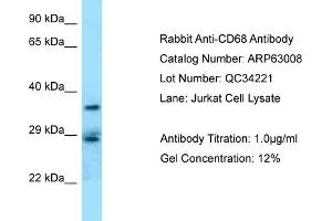 Western Blotting (WB) image for anti-CD68 Molecule (CD68) (Middle Region) antibody (ABIN2789335)