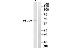 Western blot analysis of extracts from Jurkat cells, using PSMD6 antibody. (PSMD6 Antikörper  (Internal Region))