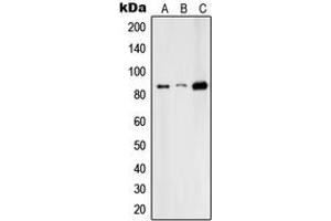 Western blot analysis of RFX3 expression in HepG2 (A), Raw264. (RFX3 Antikörper  (C-Term))