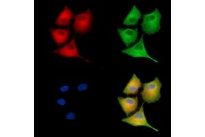 ABIN7095232 and ABIN7099289 staining  cells by IF/ICC. (PFAS Antikörper)