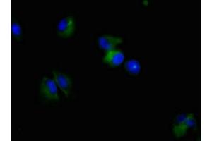Immunofluorescence (IF) image for anti-Nestin (NES) antibody (ABIN7161178)