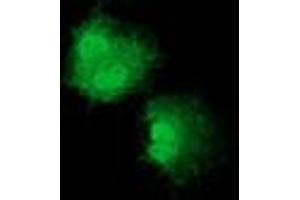 Anti-NUDT6 mouse monoclonal antibody (ABIN2454171) immunofluorescent staining of COS7 cells transiently transfected by pCMV6-ENTRY NUDT6 (RC203470). (NUDT6 Antikörper)