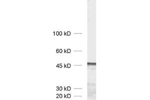 dilution: 1 : 1000, sample: crude synaptic membranes fraction of rat brain (LP1) (Homer 1b/c (AA 152-354) Antikörper)