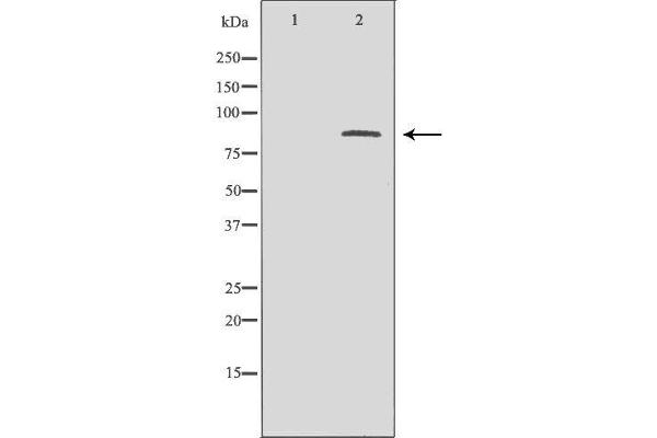 CTCF Antikörper  (C-Term)