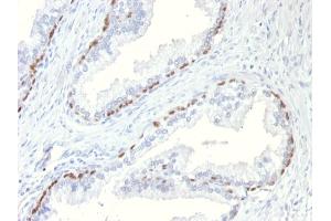 Formalin-fixed, paraffin-embedded Mouse Prostate stained with p63 Mouse Monoclonal Antibody (TP63/11). (p63 Antikörper)