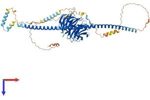 SPAG16 Protein (AA 1-639) (His tag)