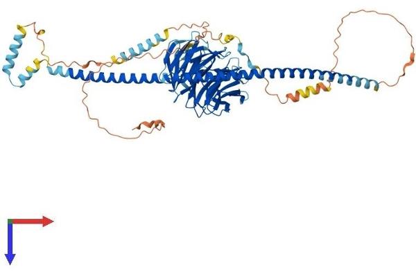 SPAG16 Protein (AA 1-639) (His tag)