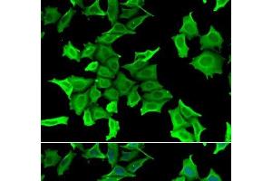 Immunofluorescence analysis of HeLa cells using SPINT2 Polyclonal Antibody