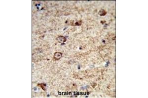 Formalin-fixed and paraffin-embedded human brain tissue reacted with LRRC4 Antibody (C-term), which was peroxidase-conjugated to the secondary antibody, followed by DAB staining. (LRRC4 Antikörper  (C-Term))