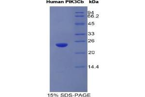 SDS-PAGE analysis of Human PIK3CB Protein. (Phosphoinositide-3-Kinase, Catalytic, beta Polypeptide (PIK3CB) Peptid)