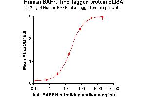 Tumor Necrosis Factor (Ligand) Superfamily, Member 13b (TNFSF13B) protein (Fc Tag)