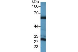 Western Blotting (WB) image for anti-Glutaminase 2 (Liver, Mitochondrial) (GLS2) (AA 154-479) antibody (ABIN7436594)