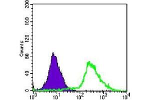 FC analysis of Jurkat cells using p44/42 MAPK antibody (green) and negative control (purple). (ERK1/2 Antikörper)