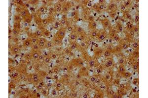 IHC image of ABIN7164105 diluted at 1:600 and staining in paraffin-embedded human liver tissue performed on a Leica BondTM system. (PRDM11 Antikörper  (AA 63-215))