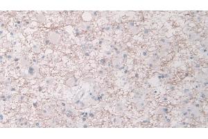 Immunohistochemistry (IHC) image for anti-Chymotrypsin-Like Elastase Family, Member 1 (CELA1) (AA 40-258) antibody (ABIN7433681)
