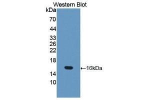 Western Blotting (WB) image for anti-Occludin (OCLN) (AA 17-107) antibody (ABIN3205333)
