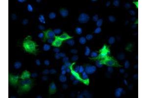 Anti-PFKP mouse monoclonal antibody (ABIN2455342) immunofluorescent staining of COS7 cells transiently transfected by pCMV6-ENTRY PFKP (RC200673). (PFKP Antikörper)