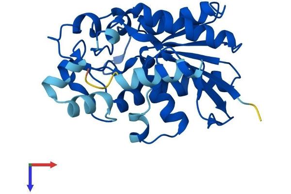 PGAM2 Protein (AA 1-253) (His tag)
