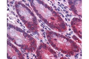 Anti-ZBED2 antibody IHC of human small intestine. (ZBED2 Antikörper  (N-Term))
