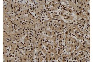 ABIN6277227 at 1/100 staining Human liver tissue by IHC-P. (NUP62 Antikörper  (Internal Region))