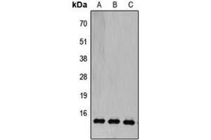 Western blot analysis of COX5B expression in HEK293T (A), Raw264. (COX5B Antikörper  (N-Term))