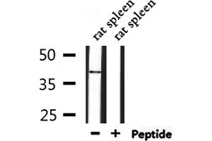 Western blot analysis of extracts from rat spleen, using MPRG Antibody. (PAQR5 Antikörper  (C-Term))