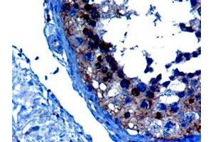 VPS28 polyclonal antibody  (10 ug/mL) staining of paraffin embedded human testis.