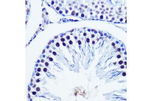 Immunohistochemistry of paraffin-embedded Rat testis using Vgll4 Rabbit pAb (ABIN7271320) at dilution of 1:100 (40x lens). (VGLL4 Antikörper)