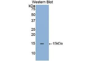 Western Blotting (WB) image for anti-Galactosidase, alpha (GLA) (AA 1-80) antibody (ABIN1859018) (GLA Antikörper  (AA 1-80))
