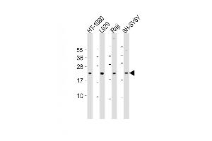 All lanes : Anti-Bax Antibody (BH3) at 1:2000 dilution Lane 1: HT-1080 whole cell lysate Lane 2:  whole cell lysate Lane 3: Raji whole cell lysate Lane 4: SH-SY5Y whole cell lysate Lysates/proteins at 20 μg per lane. (BAX Antikörper  (AA 41-76))