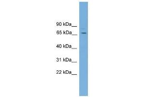 SNAG1 antibody used at 0. (SNX18 Antikörper  (C-Term))