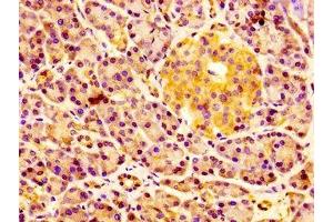 IHC image of ABIN7151695 diluted at 1:100 and staining in paraffin-embedded human pancreatic tissue performed on a Leica BondTM system. (ERGIC2 Antikörper  (AA 55-310))