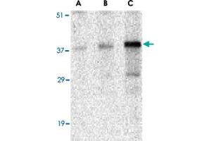 Western blot analysis of CCNO in mouse bladder tissue lysate with CCNO polyclonal antibody  at (A) 0. (Cyclin O Antikörper  (N-Term))