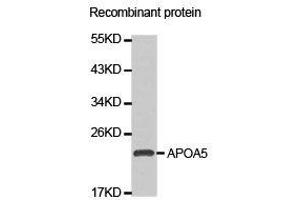 Western Blotting (WB) image for anti-Apolipoprotein A-V (APOA5) antibody (ABIN1871031) (APOA5 Antikörper)