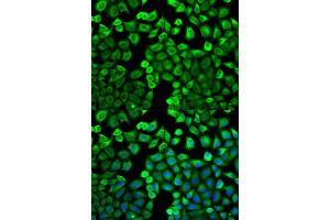 Immunofluorescence (IF) image for anti-Histamine N-Methyltransferase (HNMT) antibody (ABIN1873063) (HNMT Antikörper)