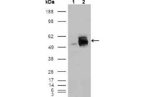 Western blot analysis using FRK mouse mAb against HEK293T cells transfected with the pCMV6-ENTRY control (1) and pCMV6-ENTRY FRK cDNA (2). (FRK Antikörper  (AA 2-300))