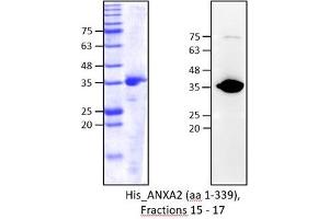 Western Blotting (WB) image for Annexin A2 (ANXA2) (AA 2-339) protein (His tag) (ABIN3088981)