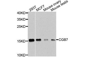 Western blot analysis of extracts of various cell lines, using CGB7 antibody (ABIN5974696) at 1/1000 dilution. (CGB7 Antikörper)