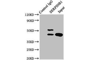 Immunoprecipitating SERPINB1 in HepG2 whole cell lysate Lane 1: Rabbit control IgG instead of ABIN7158247 in HepG2 whole cell lysate.