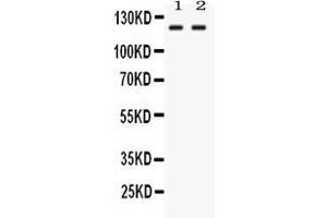 Western blot analysis of LRIG3 expression in rat testis extract ( Lane 1) and HEPG2 whole cell lysates ( Lane 2). (LRIG3 Antikörper  (Middle Region))