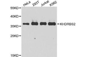 Western blot analysis of extracts of various cell lines, using KHDRBS2 antibody (ABIN5975782) at 1/1000 dilution.