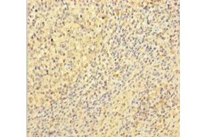 Immunohistochemistry of paraffin-embedded human tonsil tissue using ABIN7175654 at dilution of 1:100 (VWF Antikörper  (AA 1-273))