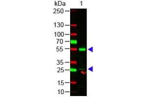 Human IgG (H&L) Antibody 549 Conjugated Western Blot. (Kaninchen anti-Human IgG Antikörper (DyLight 549) - Preadsorbed)