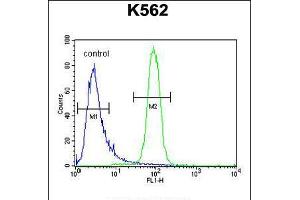 Flow cytometric analysis of K562 cells (right histogram) compared to a negative control cell (left histogram). (KBTBD5 Antikörper  (AA 349-377))