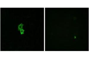 Immunofluorescence (IF) image for anti-Sphingosine-1-Phosphate Receptor 4 (S1PR4) (AA 326-375) antibody (ABIN2890766) (S1PR4 Antikörper  (AA 326-375))