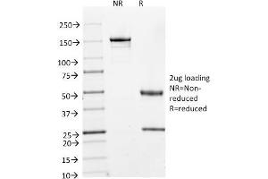 SDS-PAGE Analysis Purified Cyclin A2 Mouse Monoclonal Antibody (E67). (Cyclin A Antikörper)