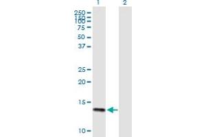 Western Blot analysis of DEFA6 expression in transfected 293T cell line by DEFA6 MaxPab polyclonal antibody. (DEFA6 Antikörper  (AA 1-100))