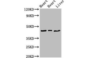 Western Blot Positive WB detected in: Rat heart tissue, Mouse heart tissue, Mouse liver tissue All lanes: ECI2 antibody at 2. (PECI/ECI2 Antikörper  (AA 119-219))