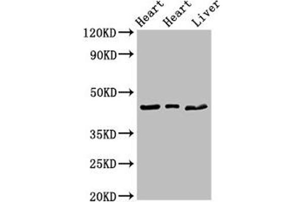 PECI/ECI2 anticorps  (AA 119-219)